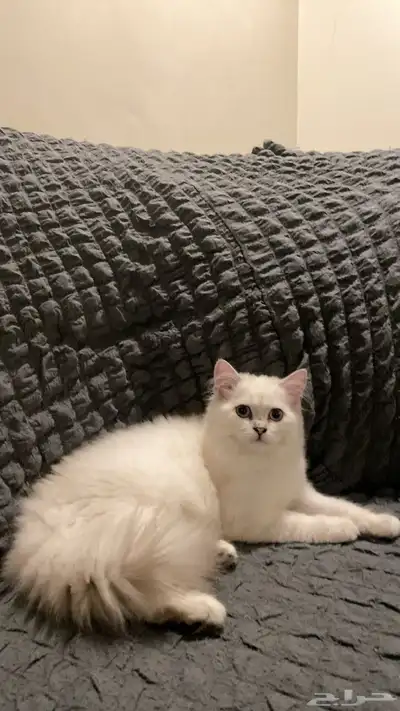 كيتن اثنى شيرازي index