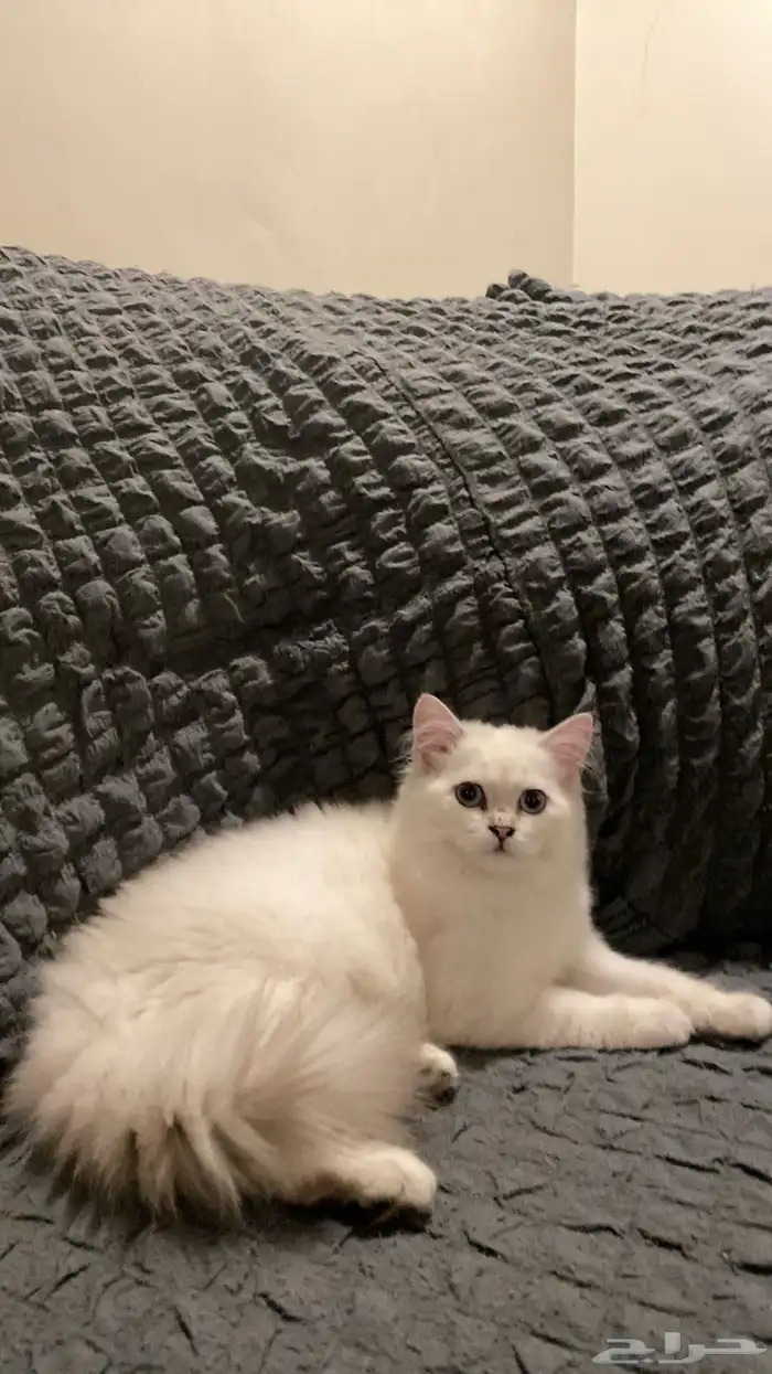 كيتن اثنى شيرازي 0