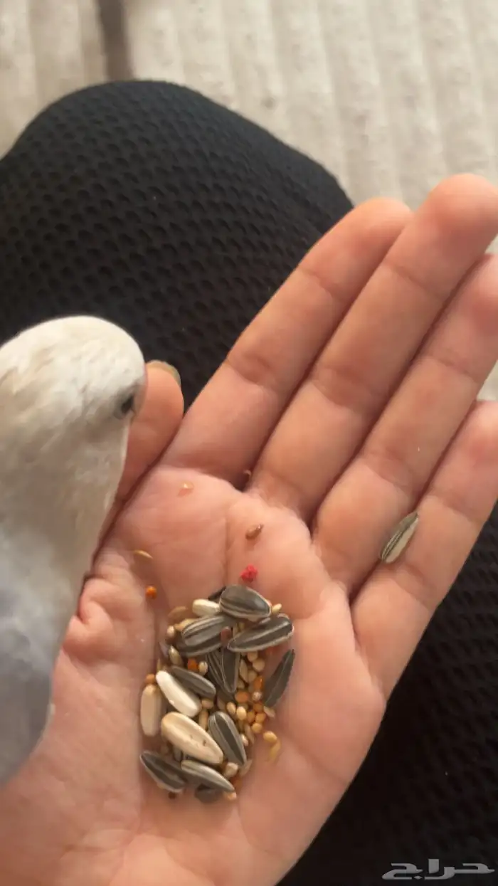 للبيع زوز تربيه يبي تزاوج 8