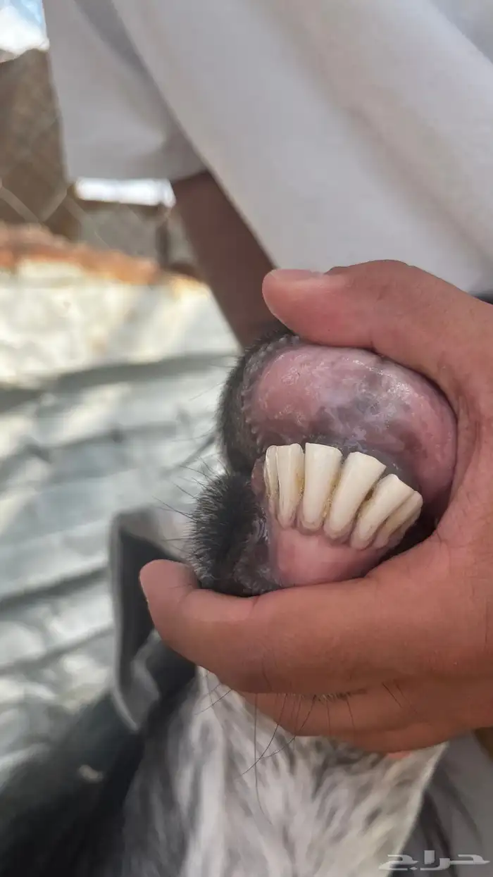 عنز عارضيه 2