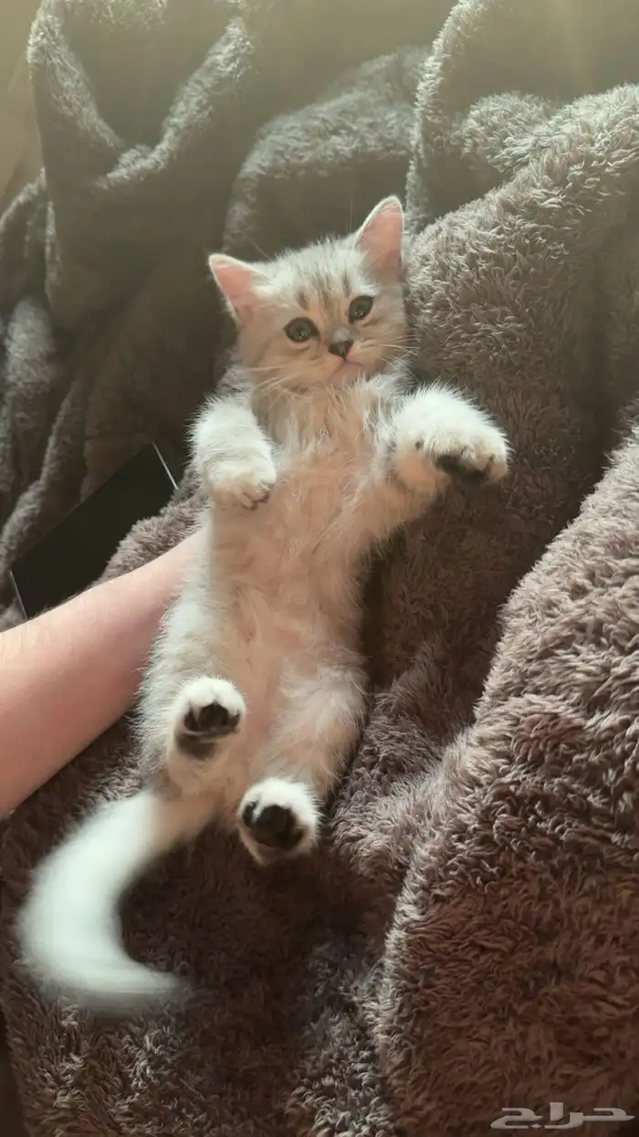 قط سكوتش فولد للبيع 400 ريال 1