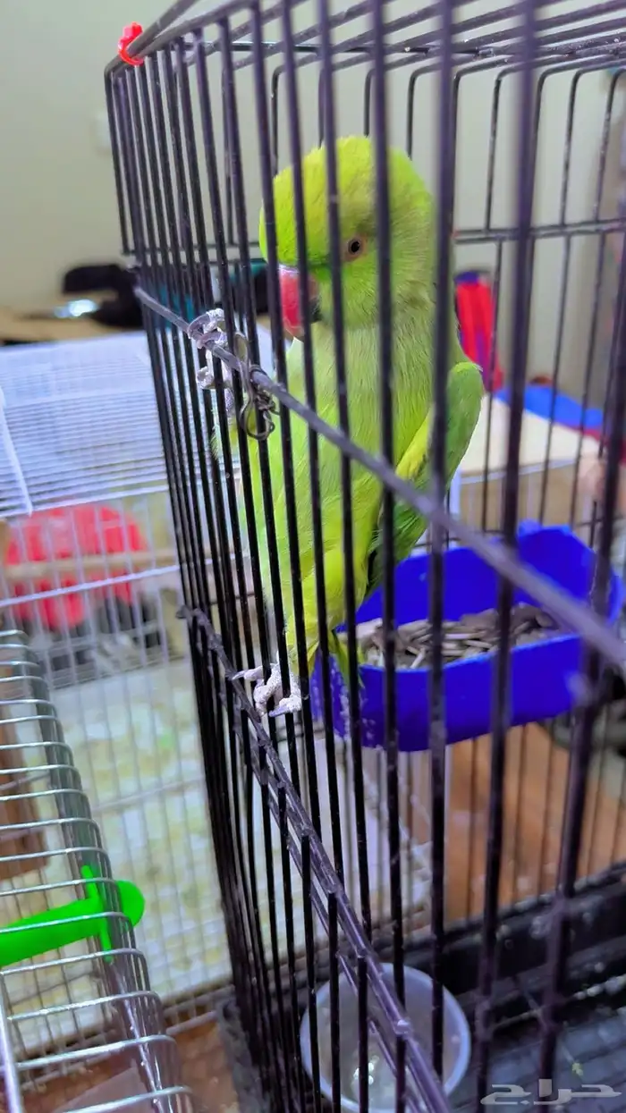 بغبغاء دره الهندي للبيع 0