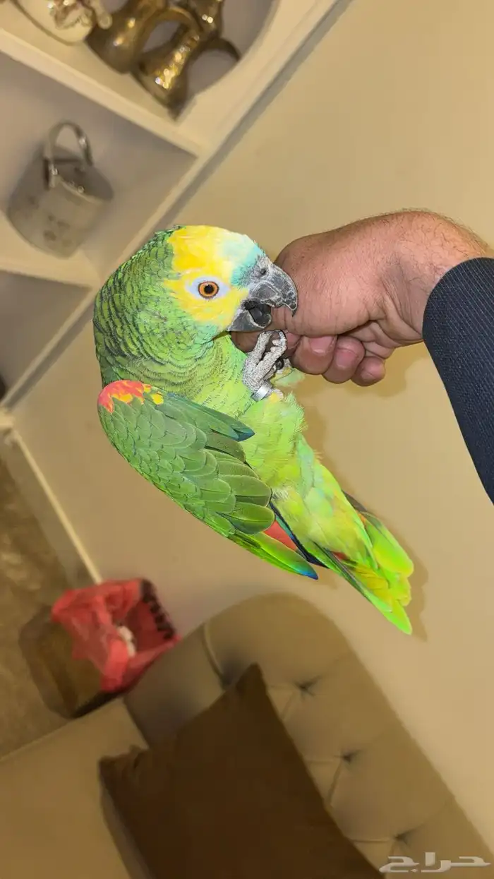 امزوني فرنتد اليف هدد.مع راعيه بكج كامل في الوجه 6