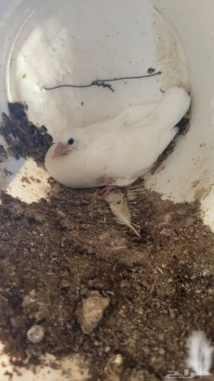 حمام زغاليل 0