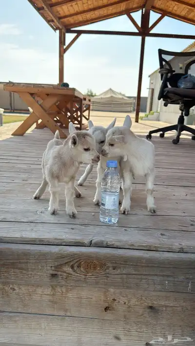 ماعز قزم معرف index