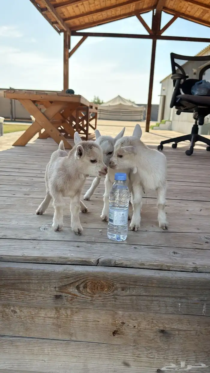 ماعز قزم معرف 1