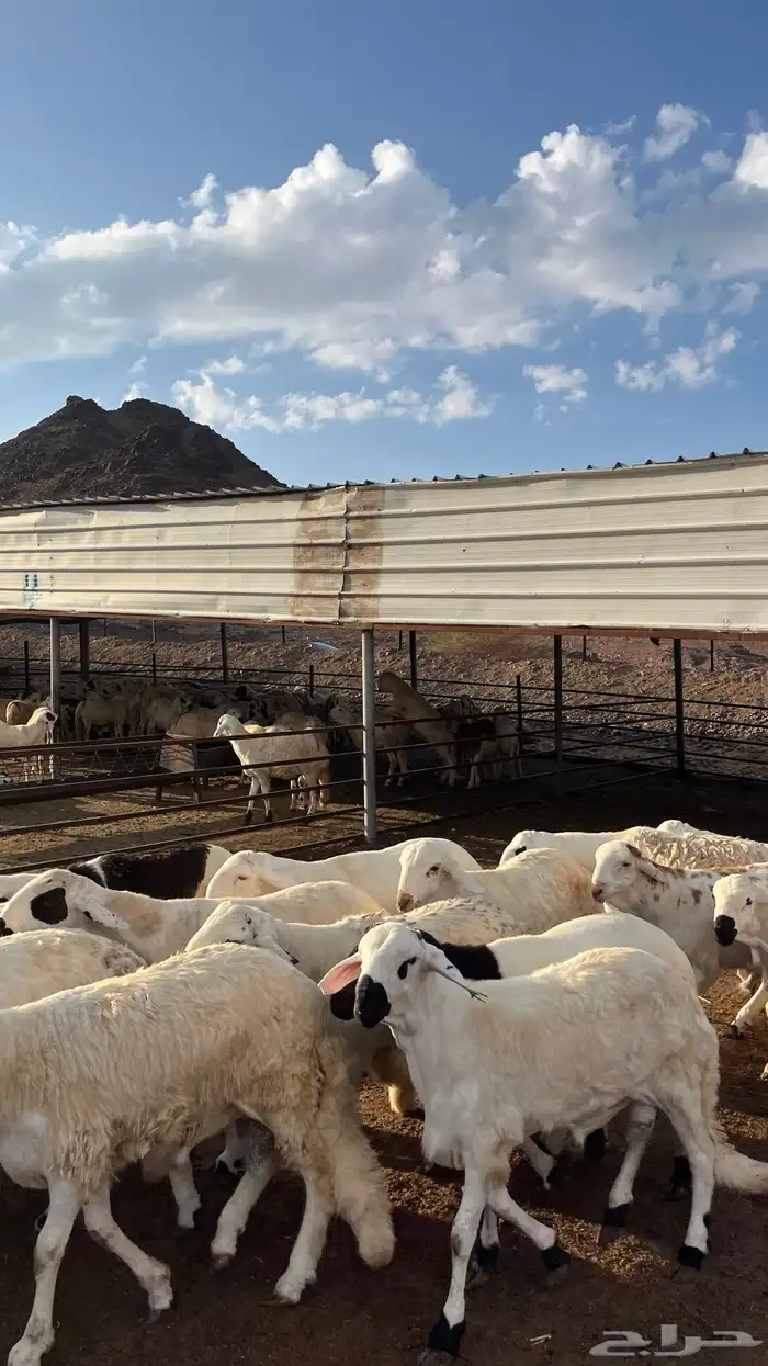 طليان سواكن جادعان شبيه الحري 23