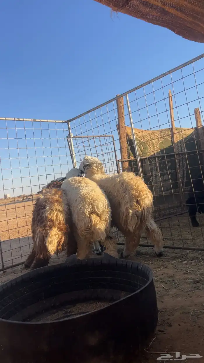 3 خرفان طيبات 4