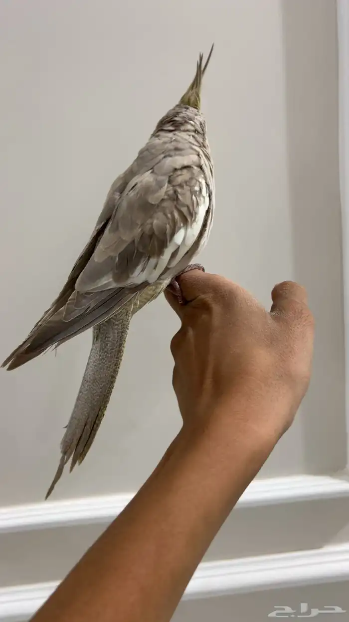 كروان اليف وهدد نشبه شرط 2