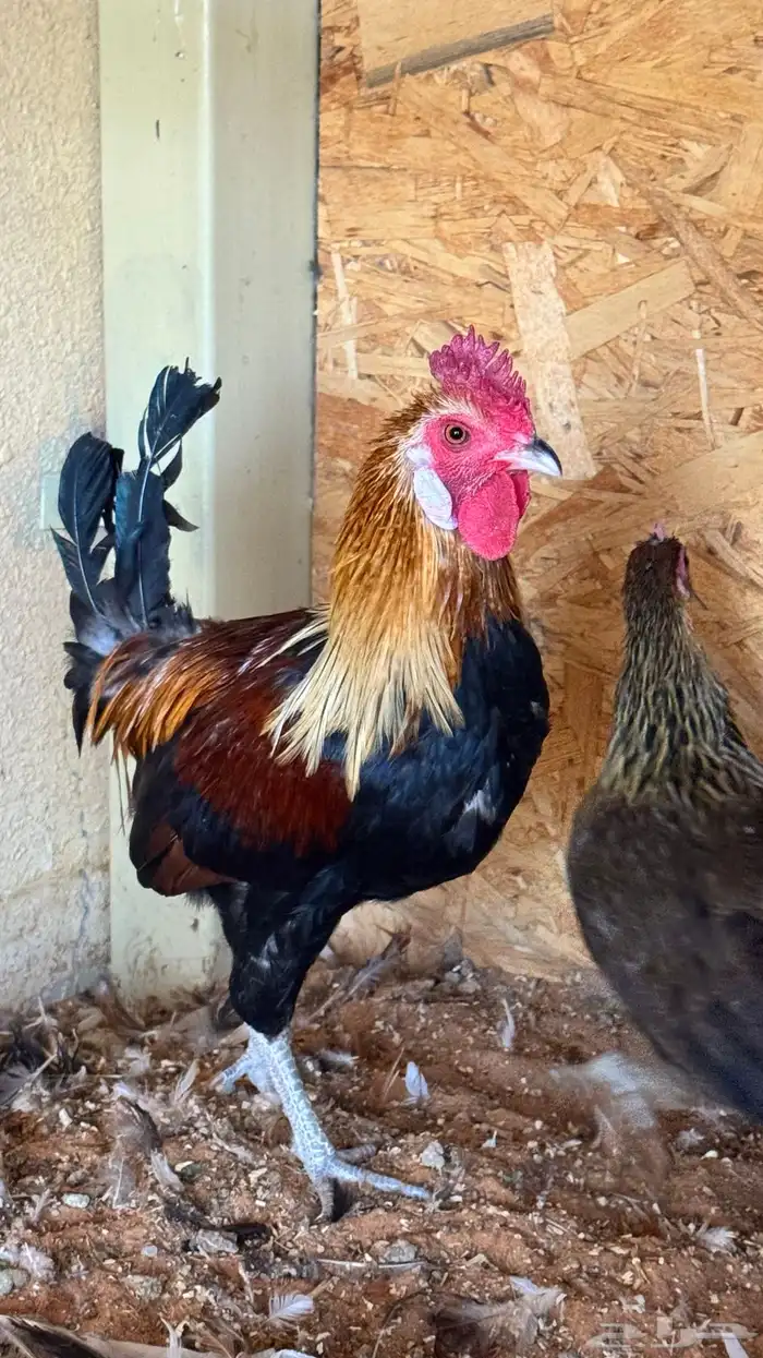 دجاج عربي ترثه اصيل فري 3