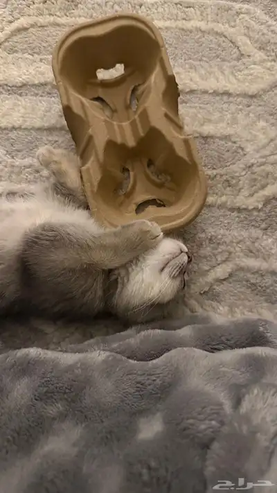 قطوه (سكوتش فولد العمر 3 اشهر ) مع جميع مستلزماتها index