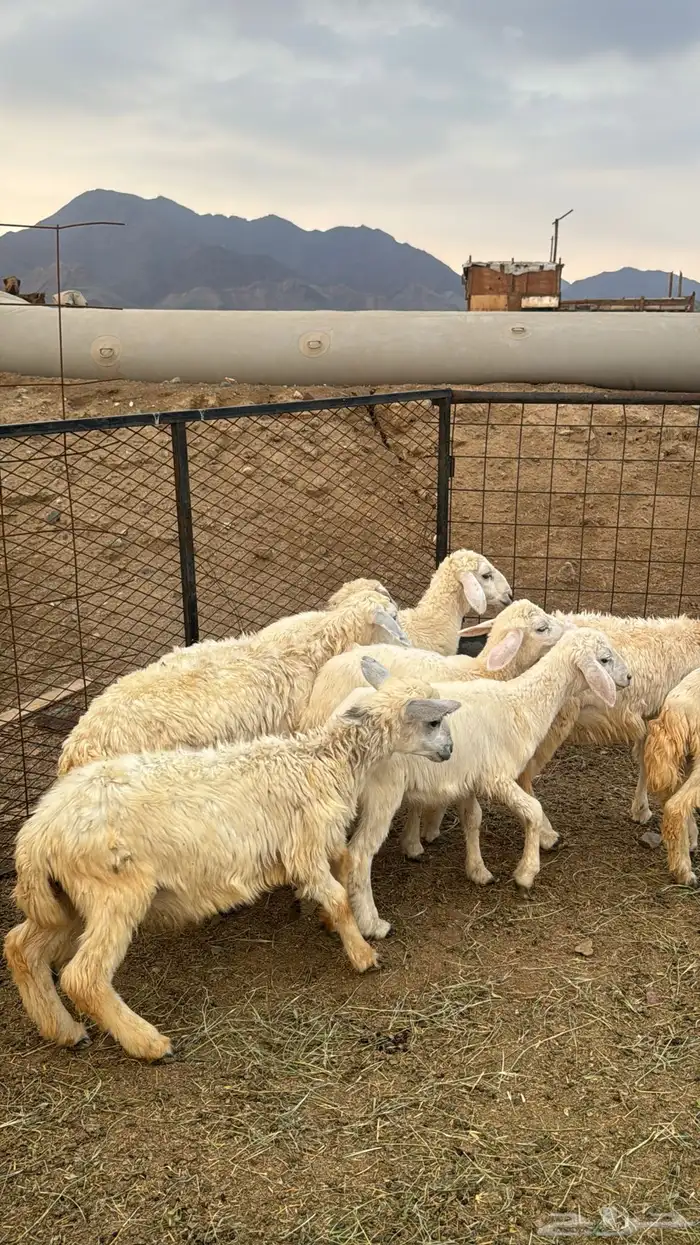 للبيع بهم حريات 9 روس ترييه من 720ريال 16