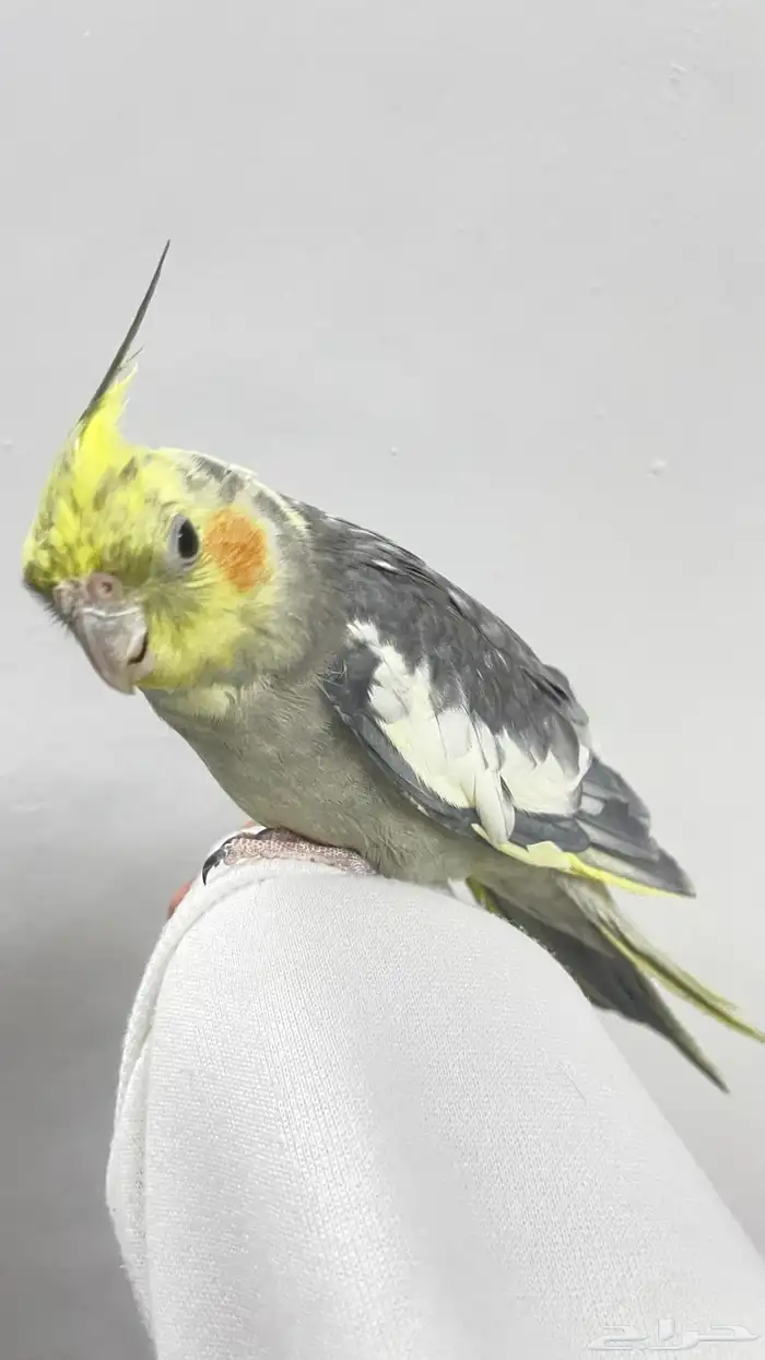 كروان اليف 0