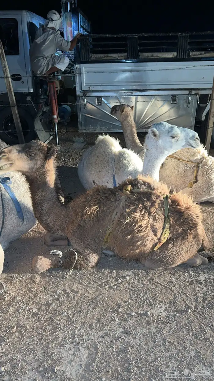 قعدان للبيع جمله او تفريد 2