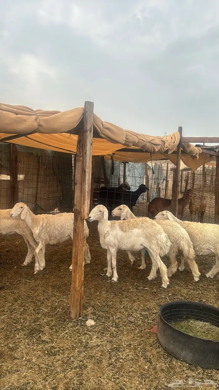 للبيع رخال صنف 9 روس بي فحلها حرش مضاريع 3