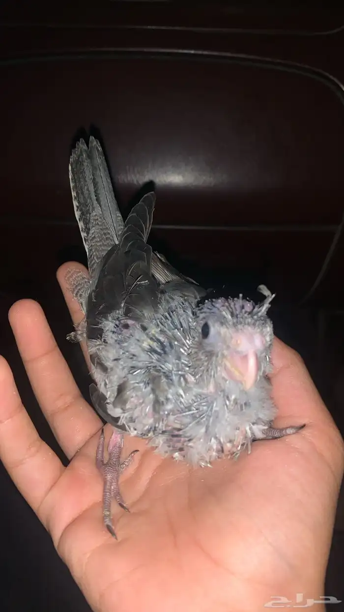 للبيع فرخ كروان هولندي وايت فيس مجنون غر 0