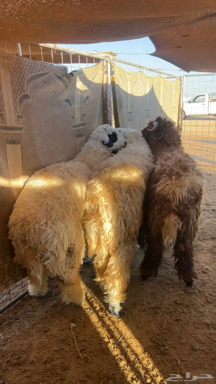 3 خرفان طيبات 2