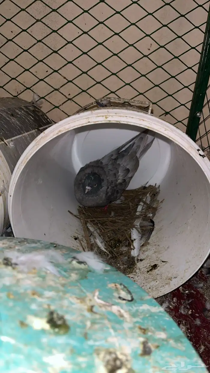 حمام غير معروف بس انا الي اشوف حمام قلابي ي لوت ي قلاب 7