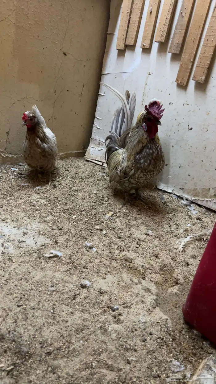 طقم حباحب توب التوب ماشاء الله 2