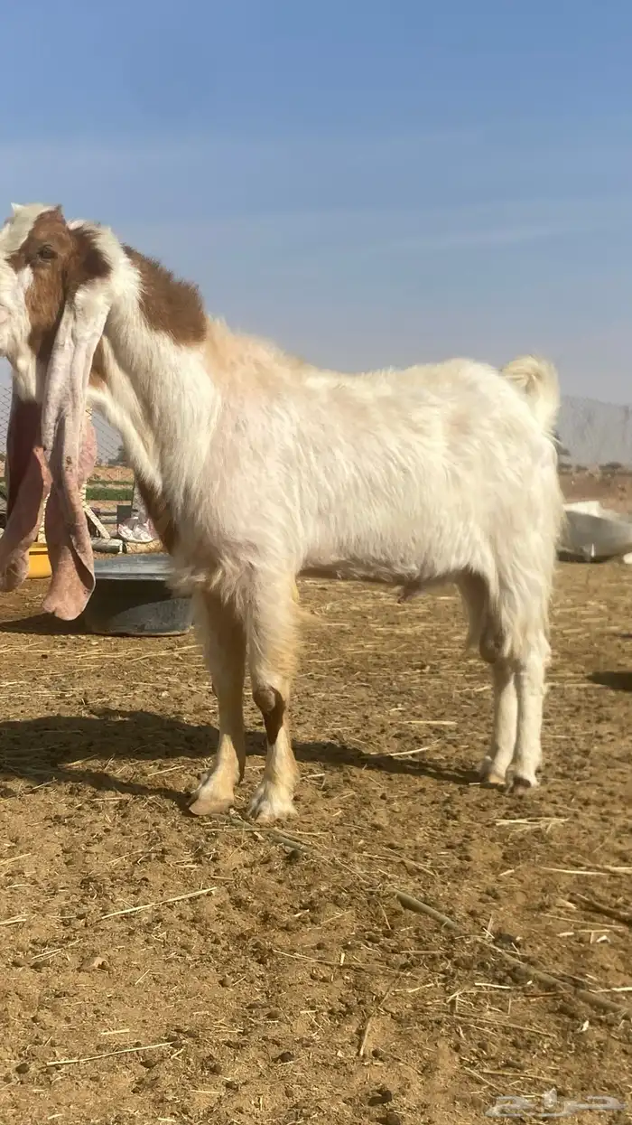 للبيع فحل هولندي طيب انتاج فاخر جرم طيب 2