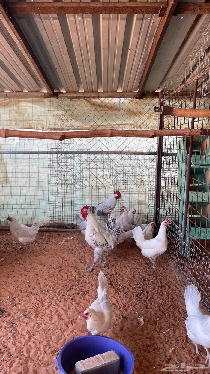 بيض مخصب اكثر من نوع 3