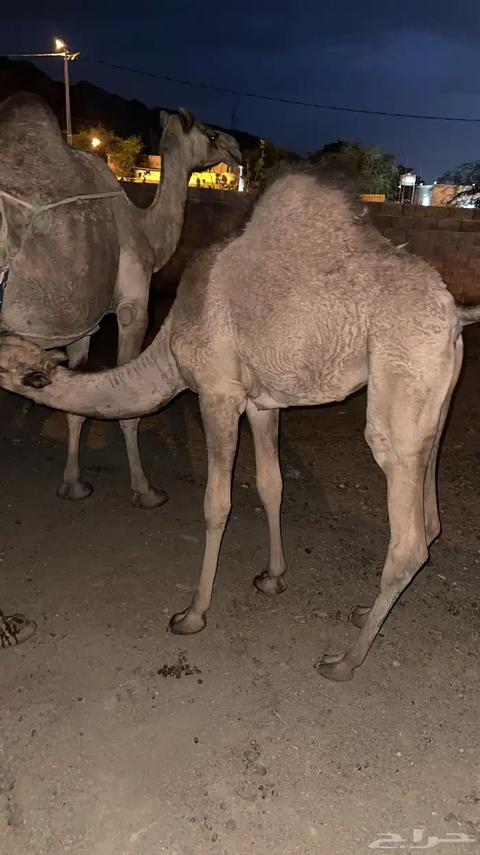 ماشاءالله تبارك الرحمن بكره لباني 2