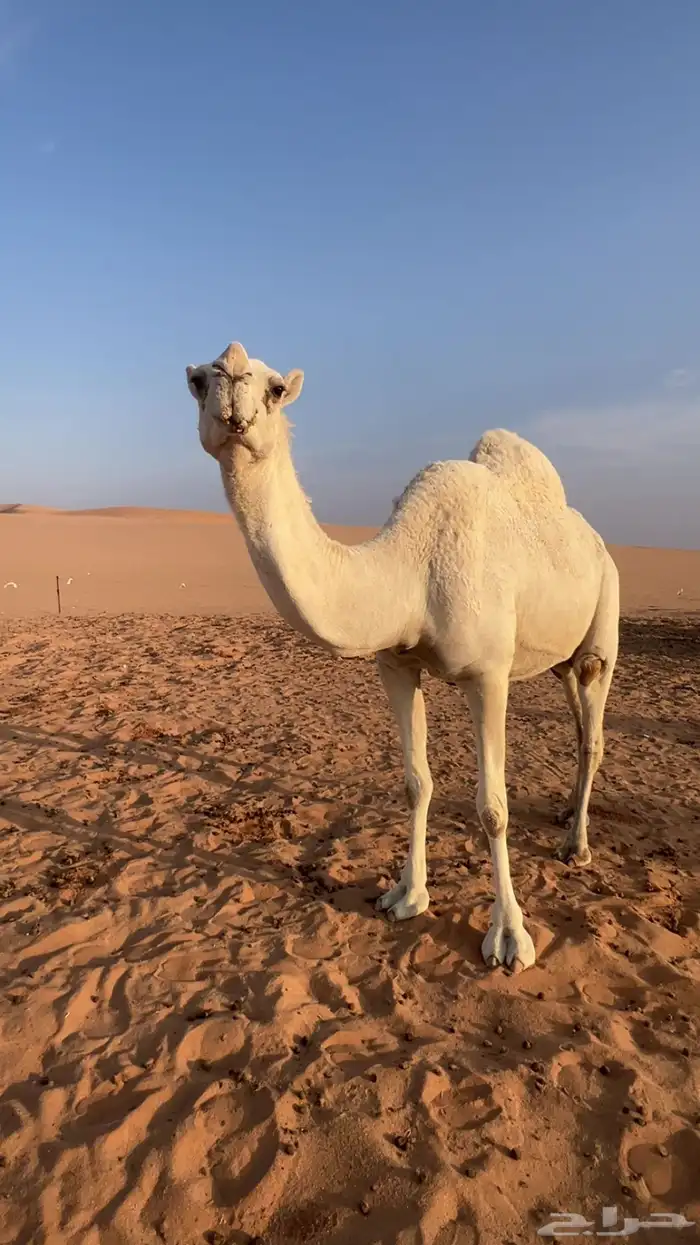 لقحه طيبه ولقحه على بعير طيب ومنتج 1