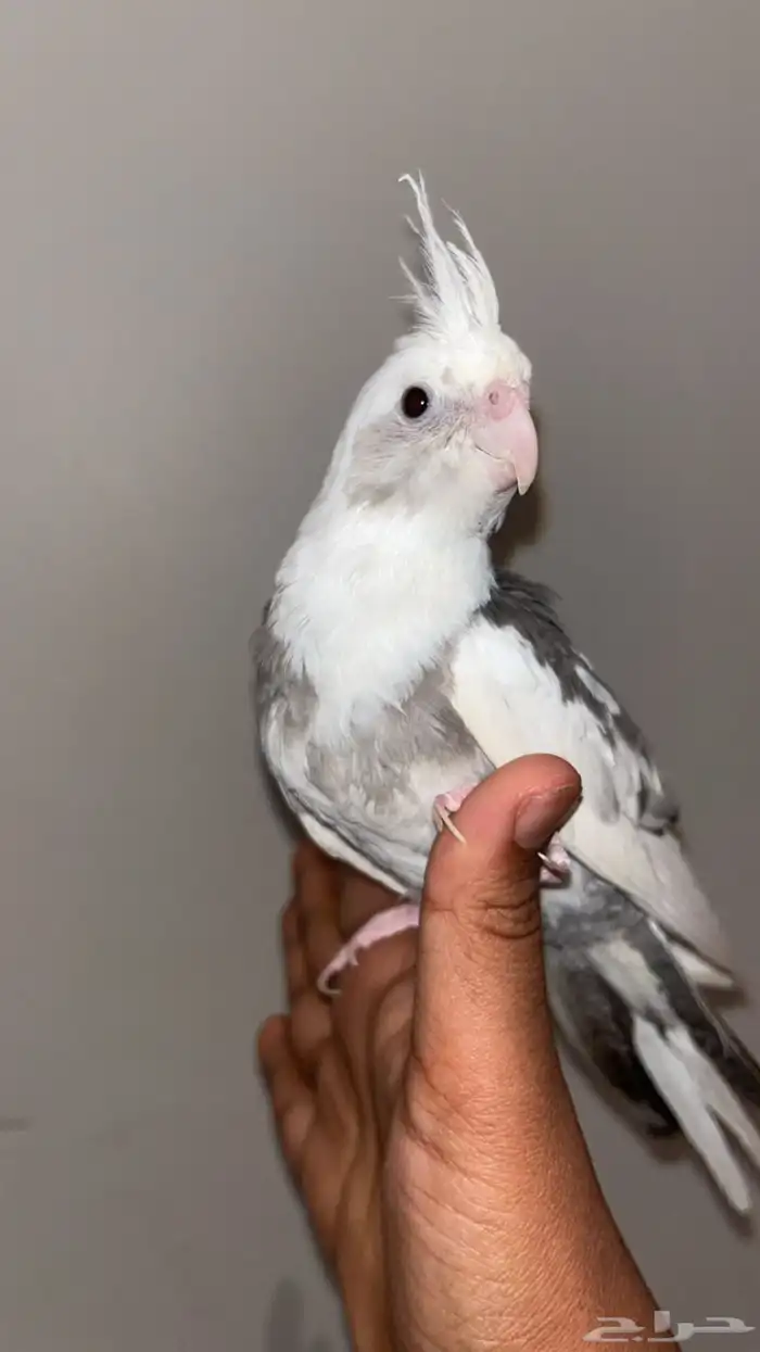 كروان هولندي 1