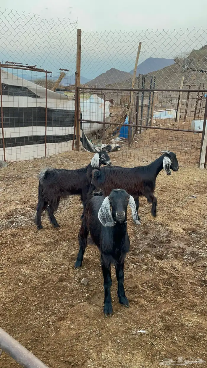 جفار (تم البيع ) 7