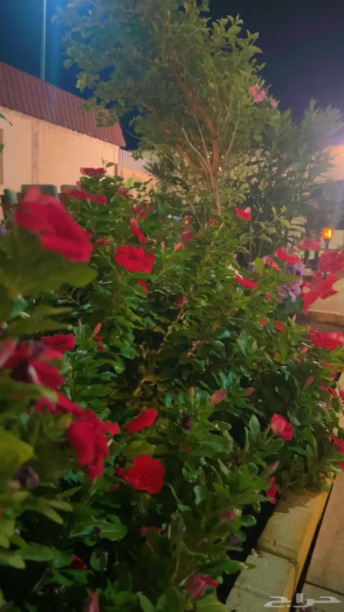 شاليه استراحه للايجار 25