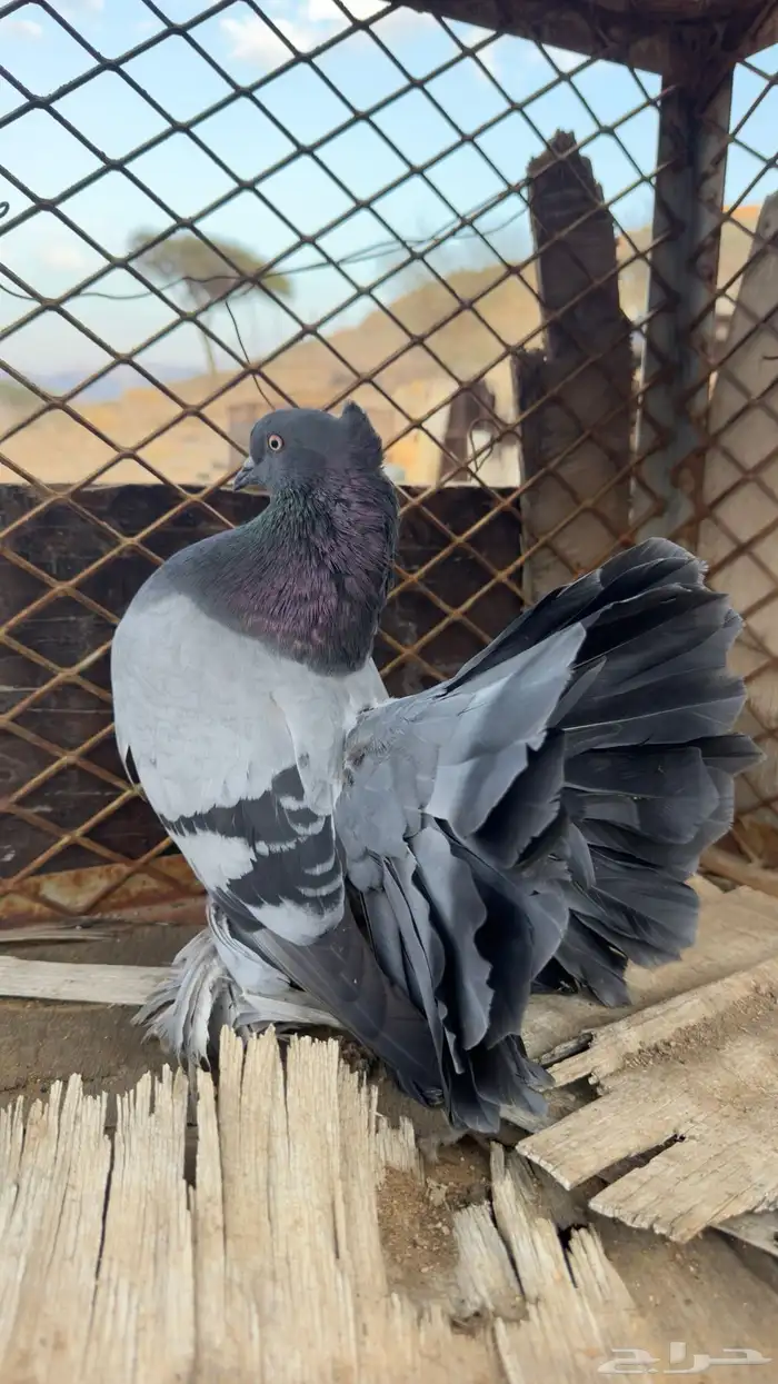 للبيع رقاص هندي 3