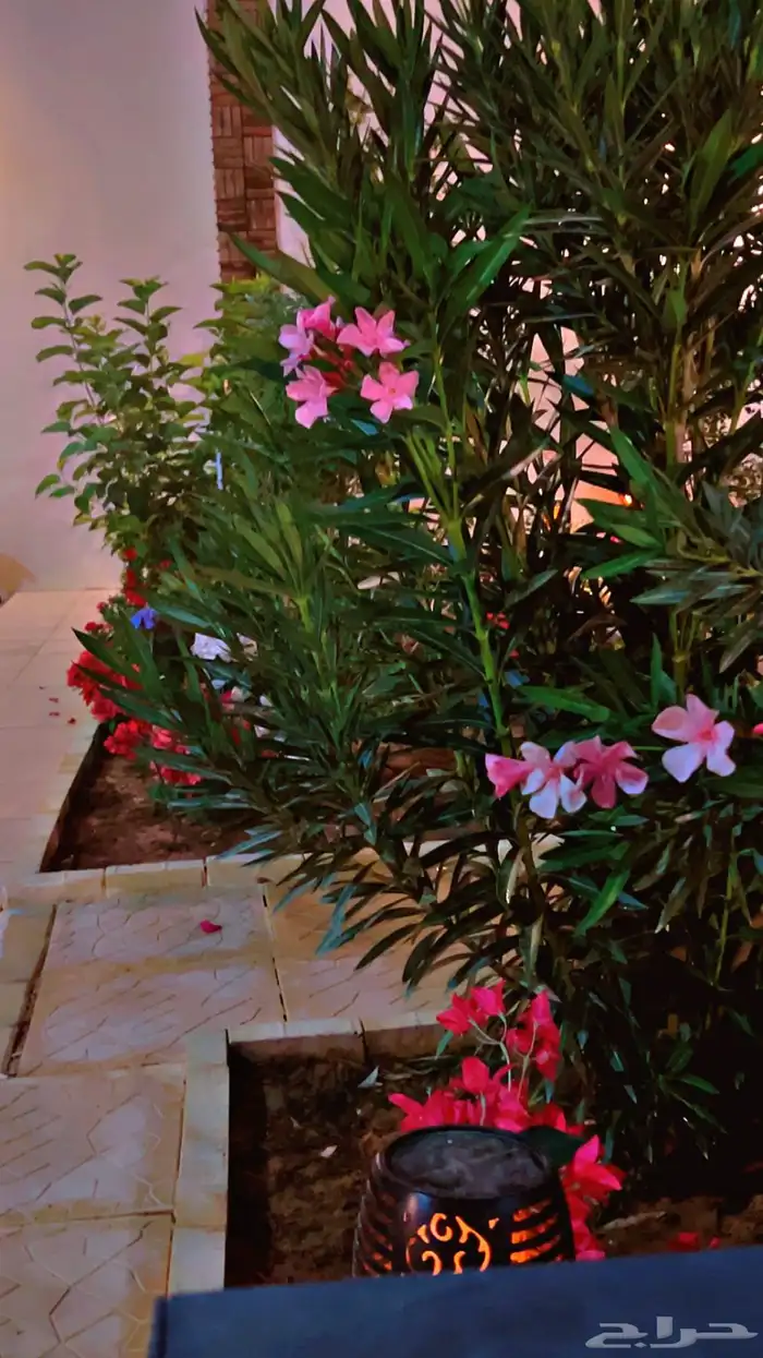 شاليه استراحه للايجار 10