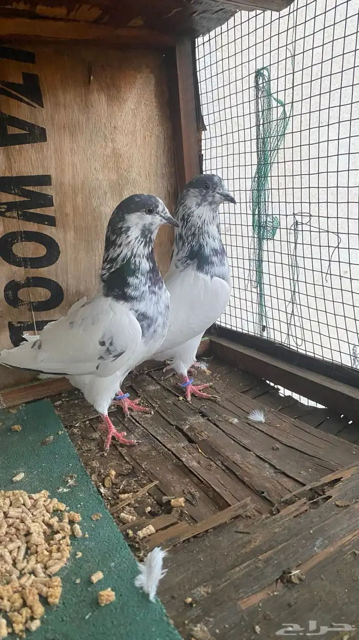 جوز بتيراء بعياله 2