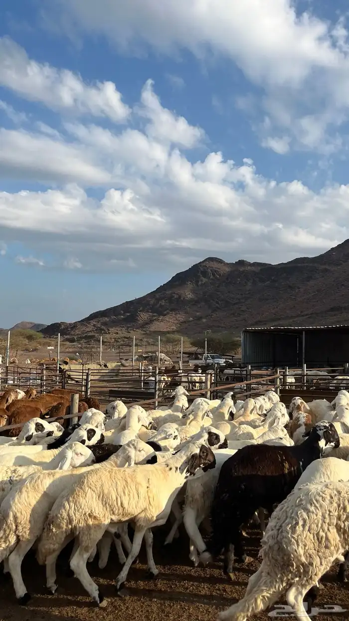 طليان سواكن جادعان شبيه الحري 6