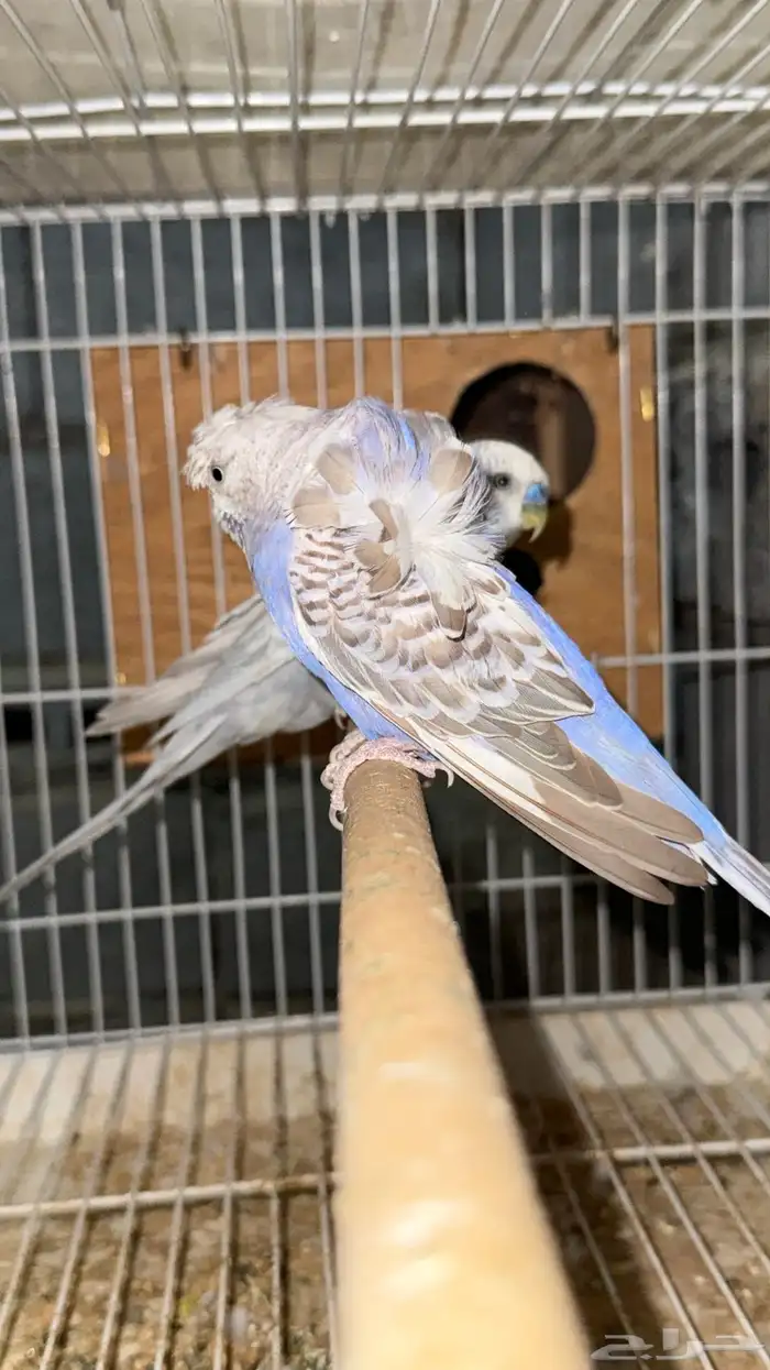 زوج هوقو وردتين دبل كرست منتج 1