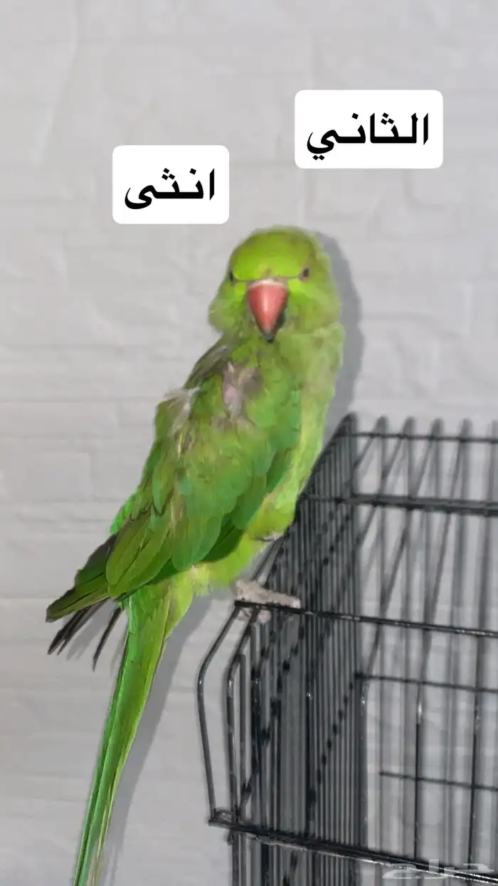 بغبغاء ذره اقبل البدل 0