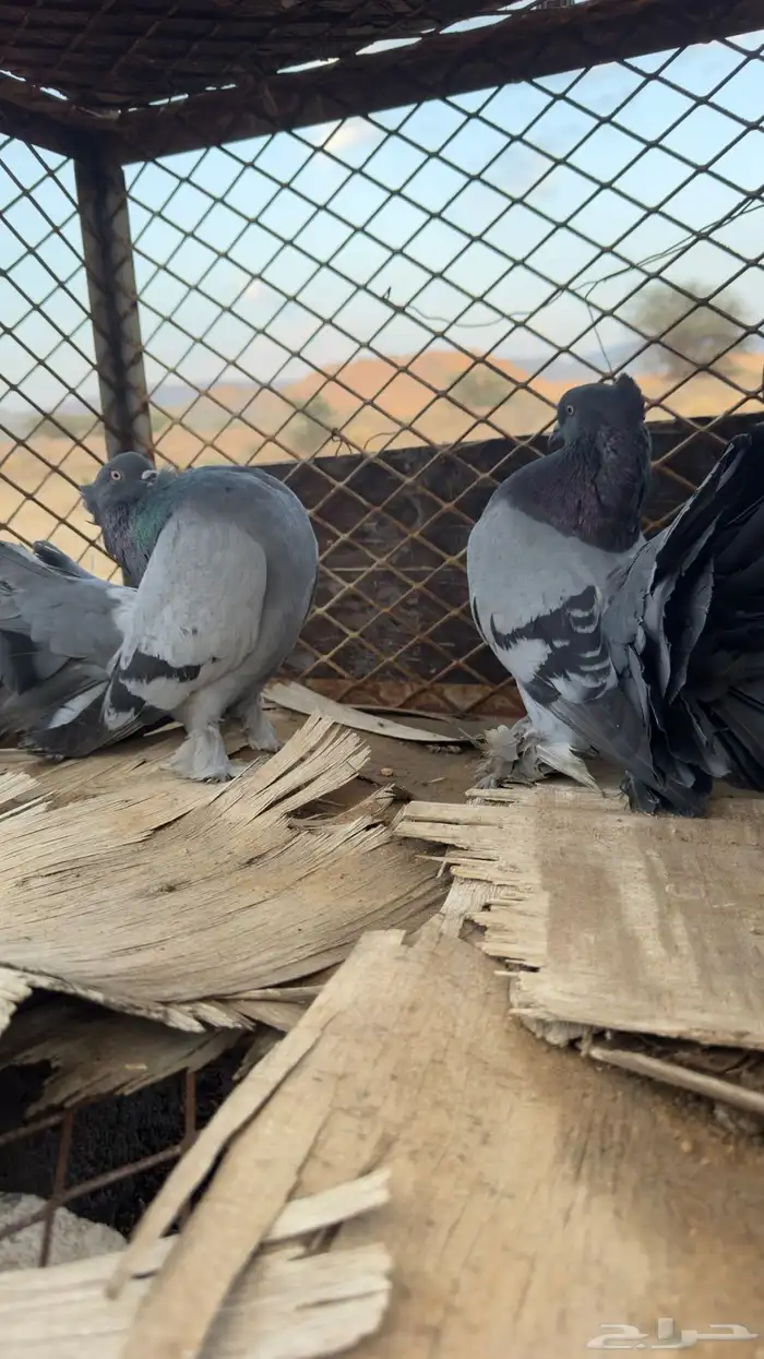 للبيع رقاص هندي 9