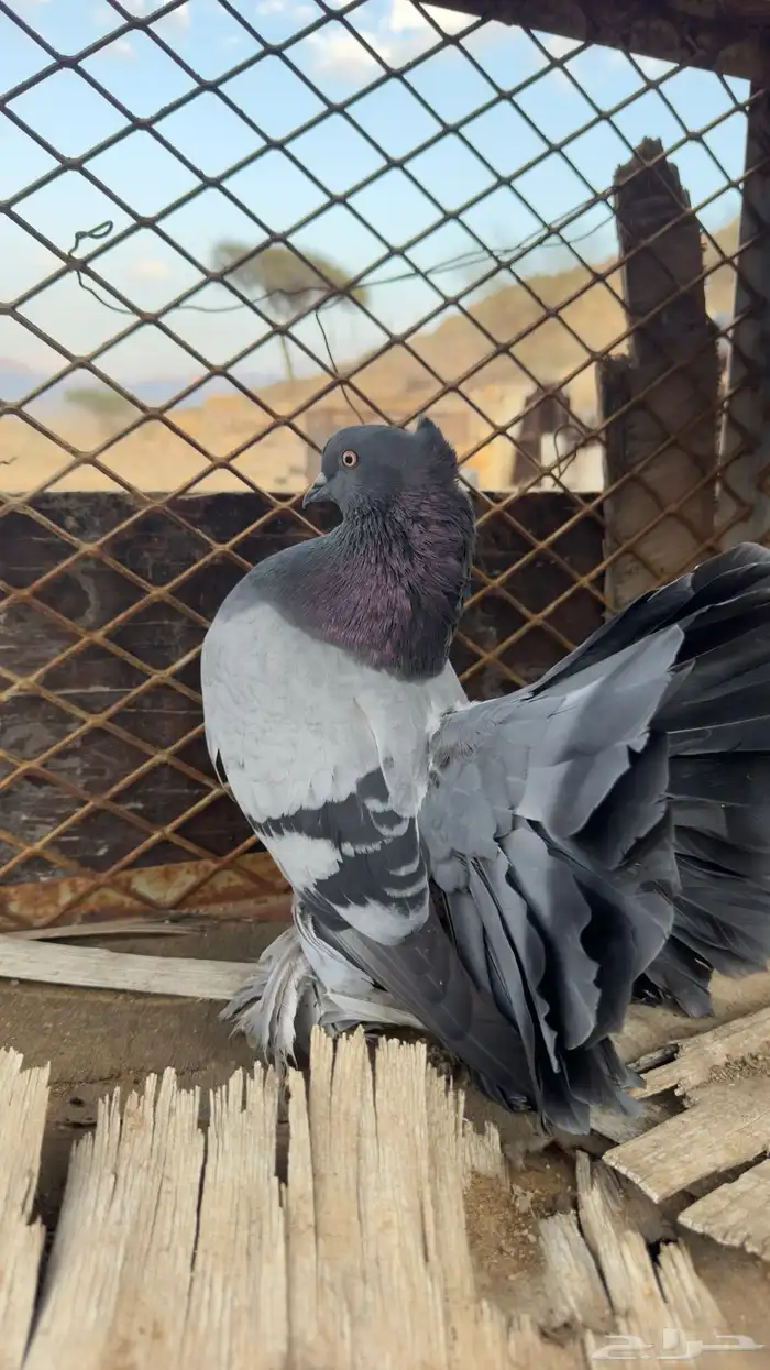 للبيع رقاص هندي 6