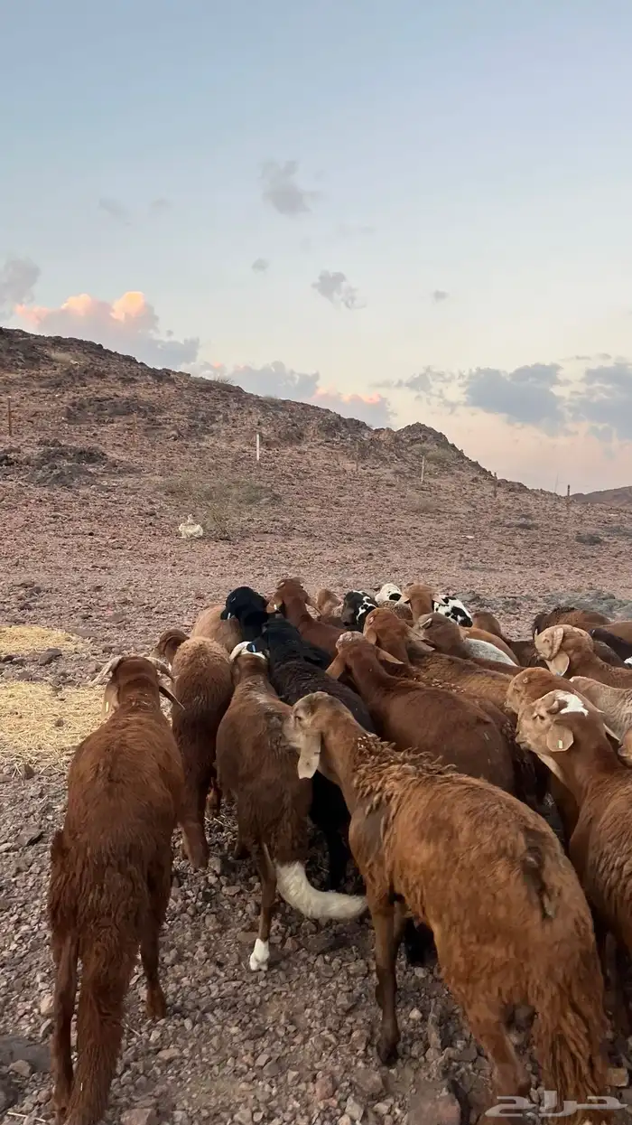 طليان سواكن حمري جادعان مرابى شرط مناسبات زواجات 22
