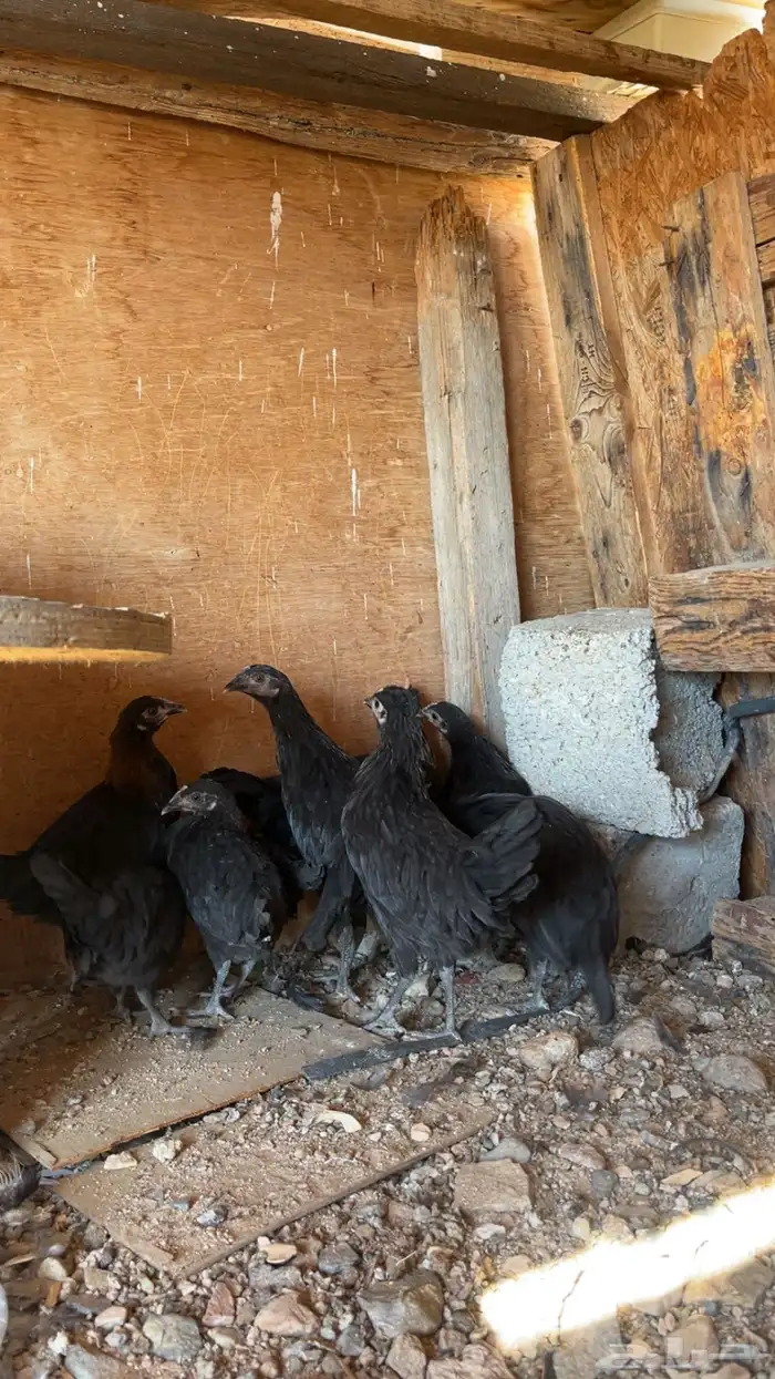 دجاج بلدي صك 1