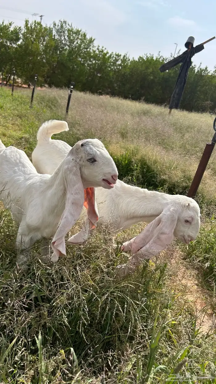 عنز هولندية تحتها اثنين 1