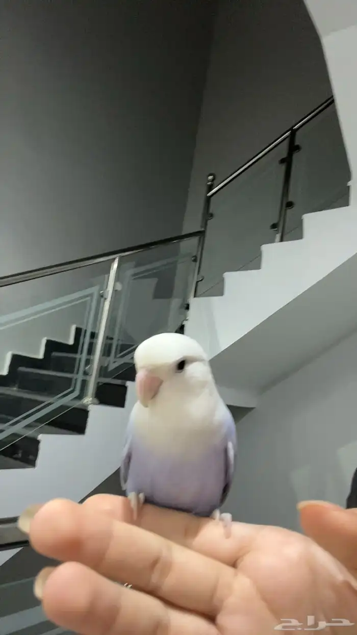 للبيع زوز تربيه يبي تزاوج 4