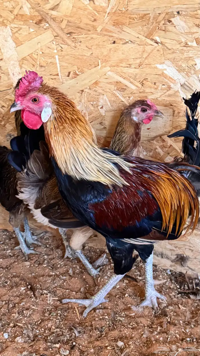 دجاج عربي ترثه اصيل فري 43