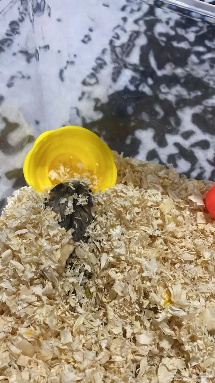 هامستر متربي ويا الخشب والأكل ويا الحوض ويا الألعاب سوم 1