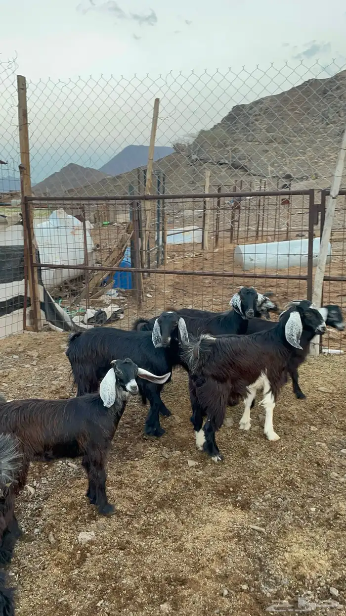 جفار (تم البيع ) 2