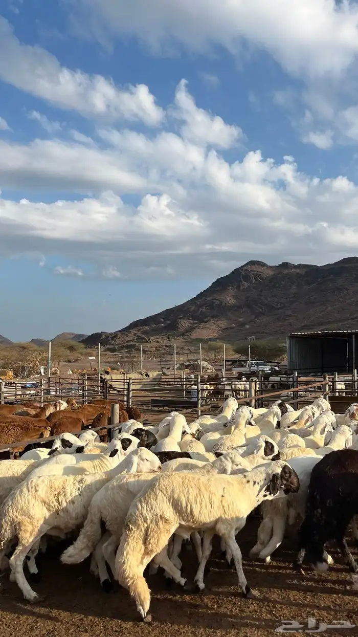 طليان سواكن جادعان شبيه الحري 5