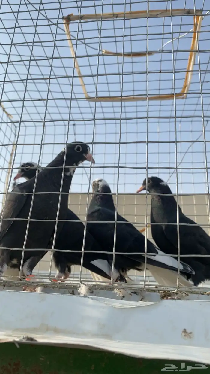 للبيع طبتين قطايف درع 2