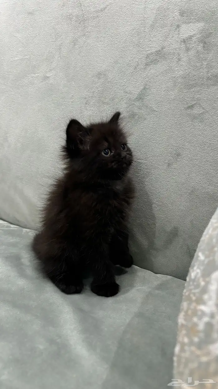 قطه للبيع شيرازي 1