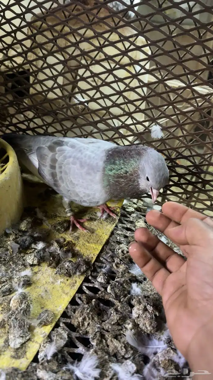 حمام صنعاوي للبيع 3