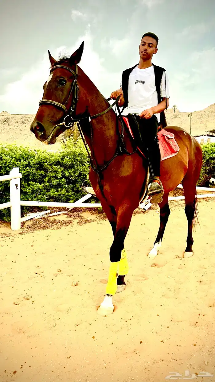 فرنس انجليزيه 5